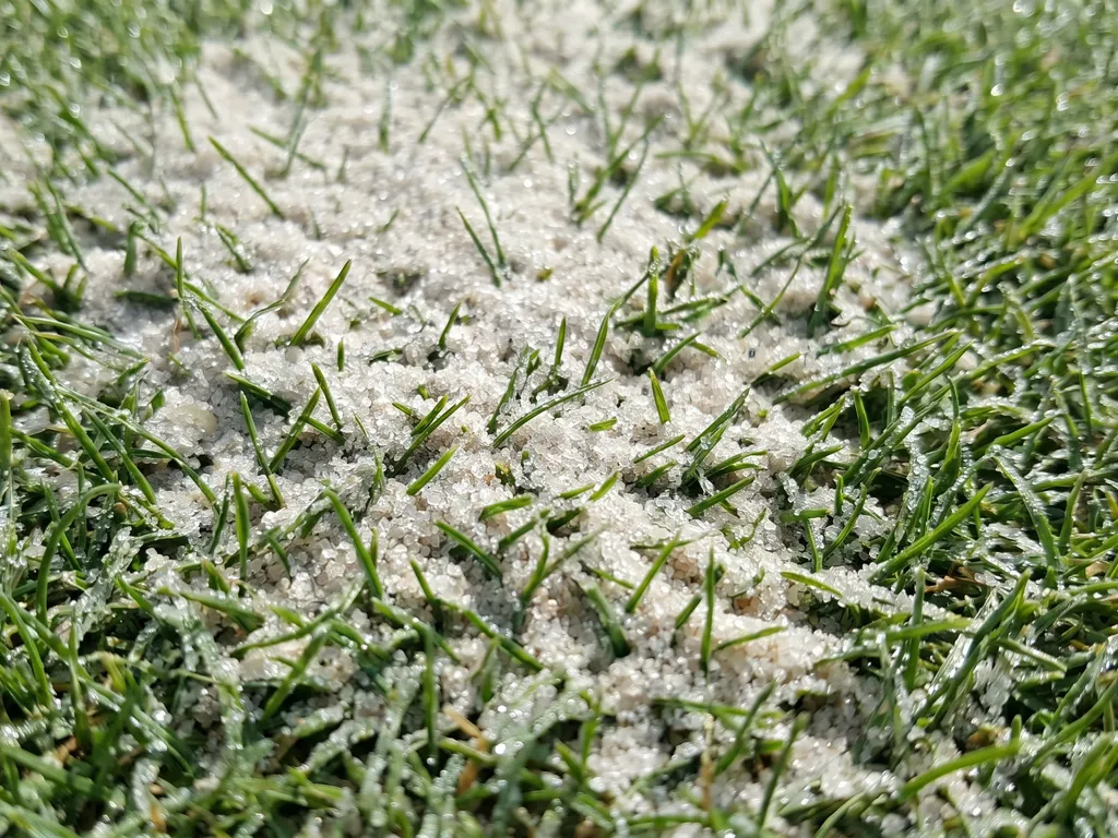 Pale silica sand infill spread across the surface of short dense green putting-green turf